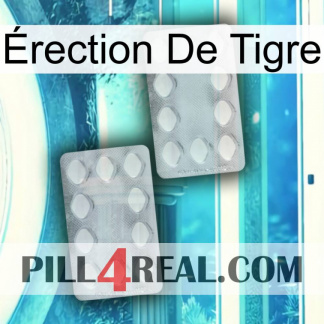 Érection De Tigre 17